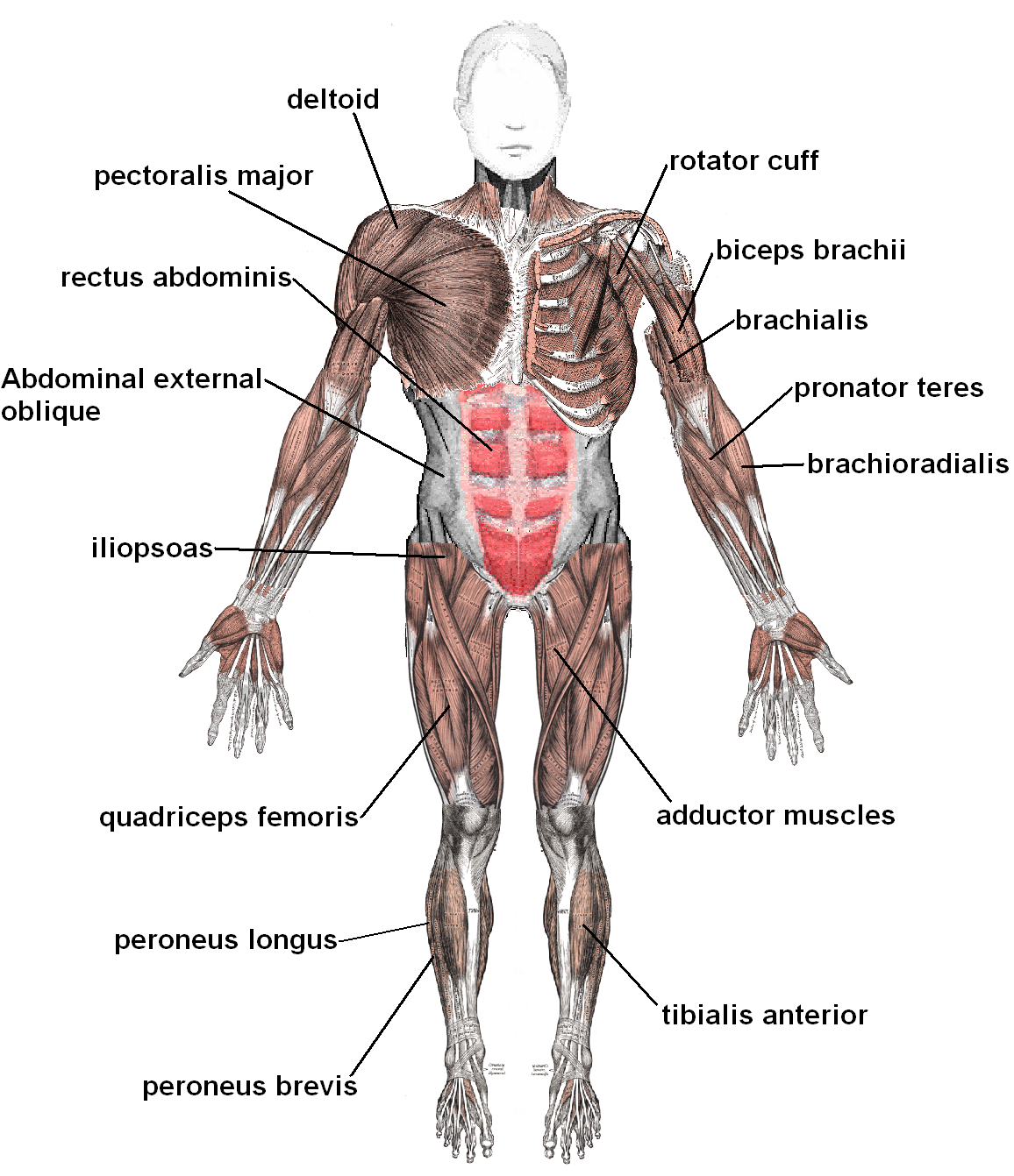     Back Muscles Diagram Simple Human Muscle Diagram Humananatomybody Info