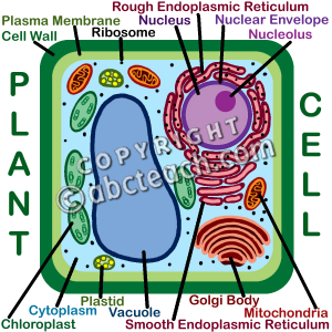 Biology Cells Clipart Biology Clipart Cell Clip Art