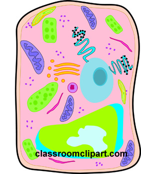 Biology Cells Clipart Cell 20clip 20art  Plant Cel