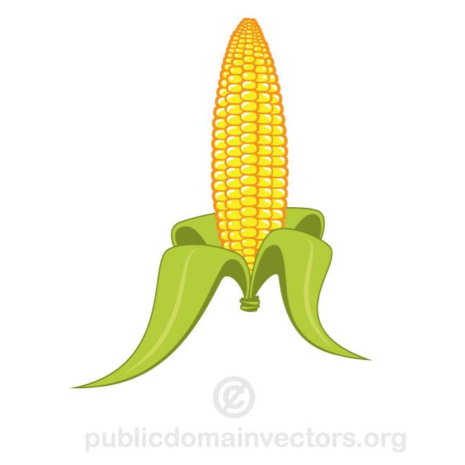Corn Vector Maize Vector Graphics Eps