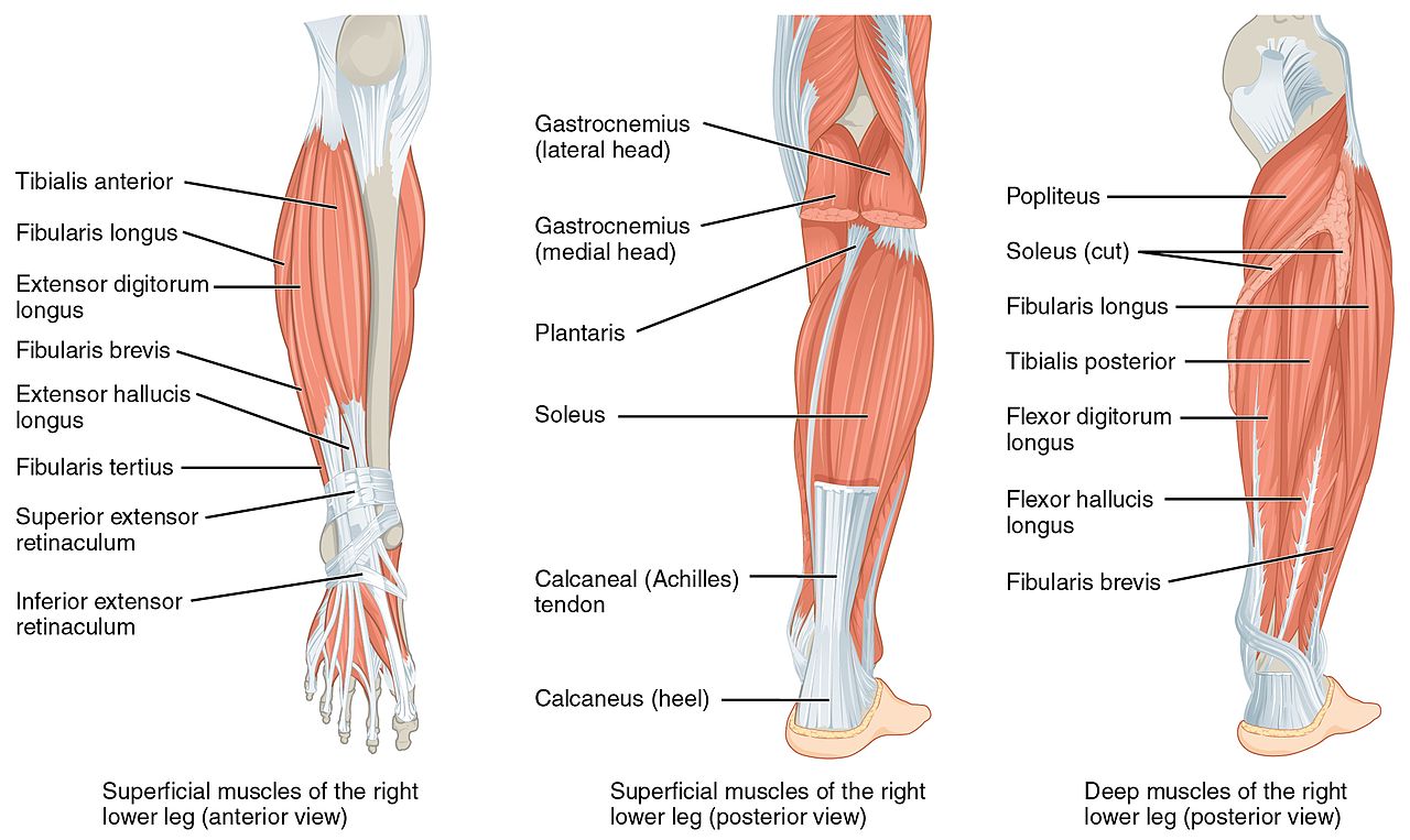 File 1123 Muscles Of The Leg That Move The Foot And Toes Jpg