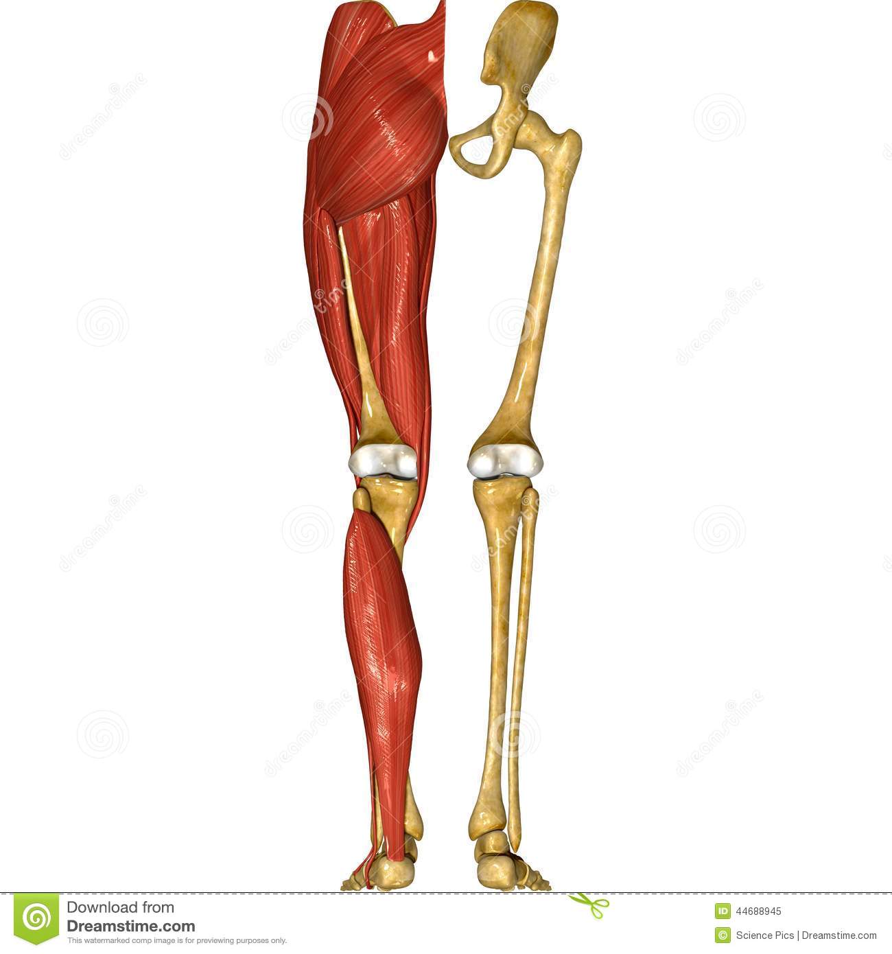 Leg Muscles Stock Illustration   Image  44688945