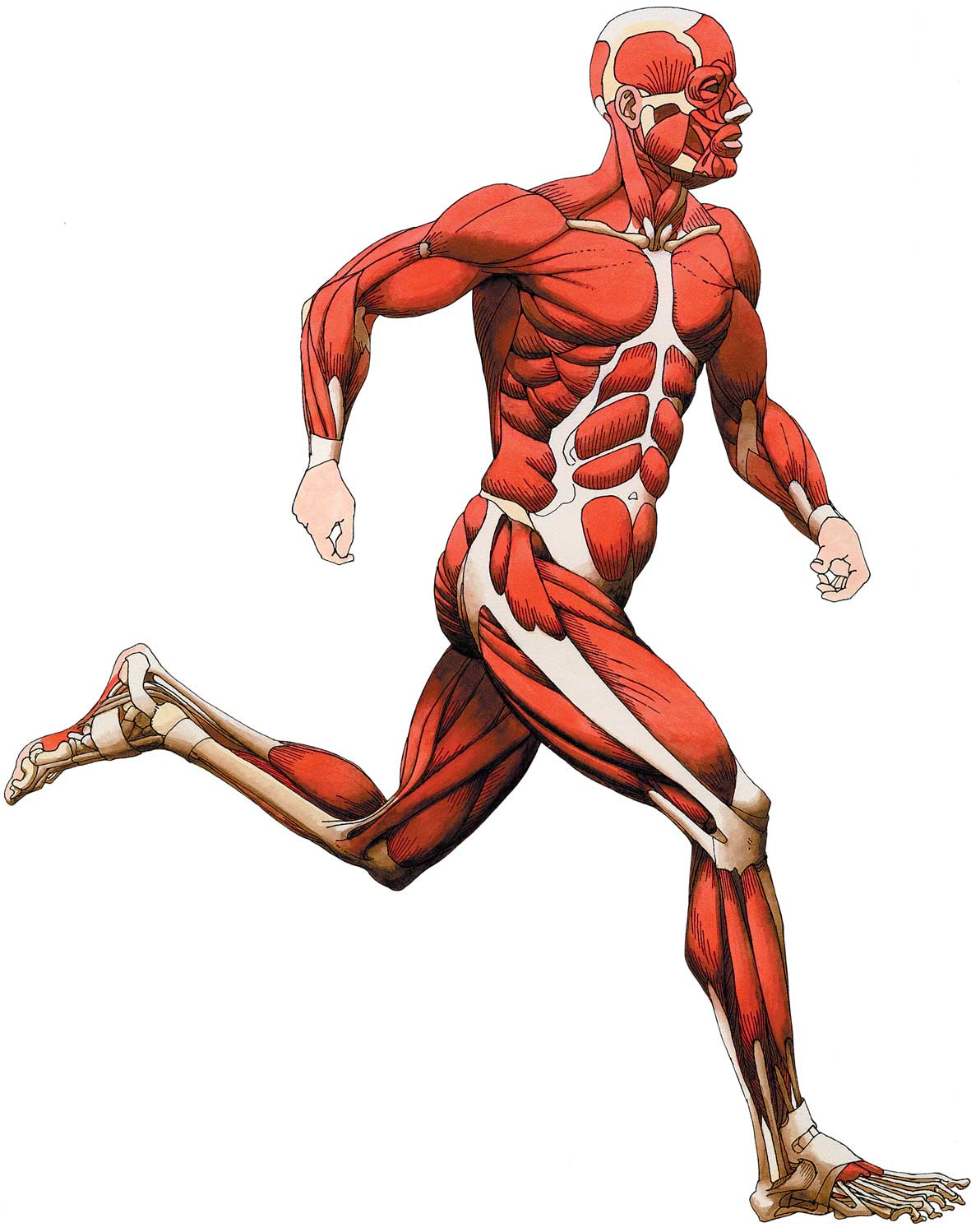 Main Muscles Of The Body