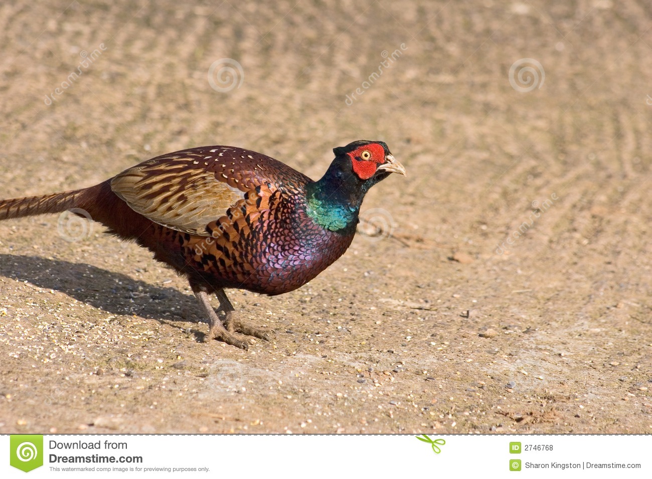 Wild Pheasant Royalty Free Stock Photos   Image  2746768