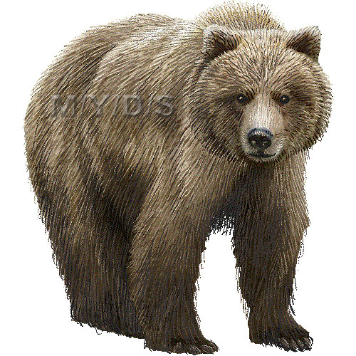 Grizzly Bear Silvertip Bear Clipart Graphics  Free Clip Art