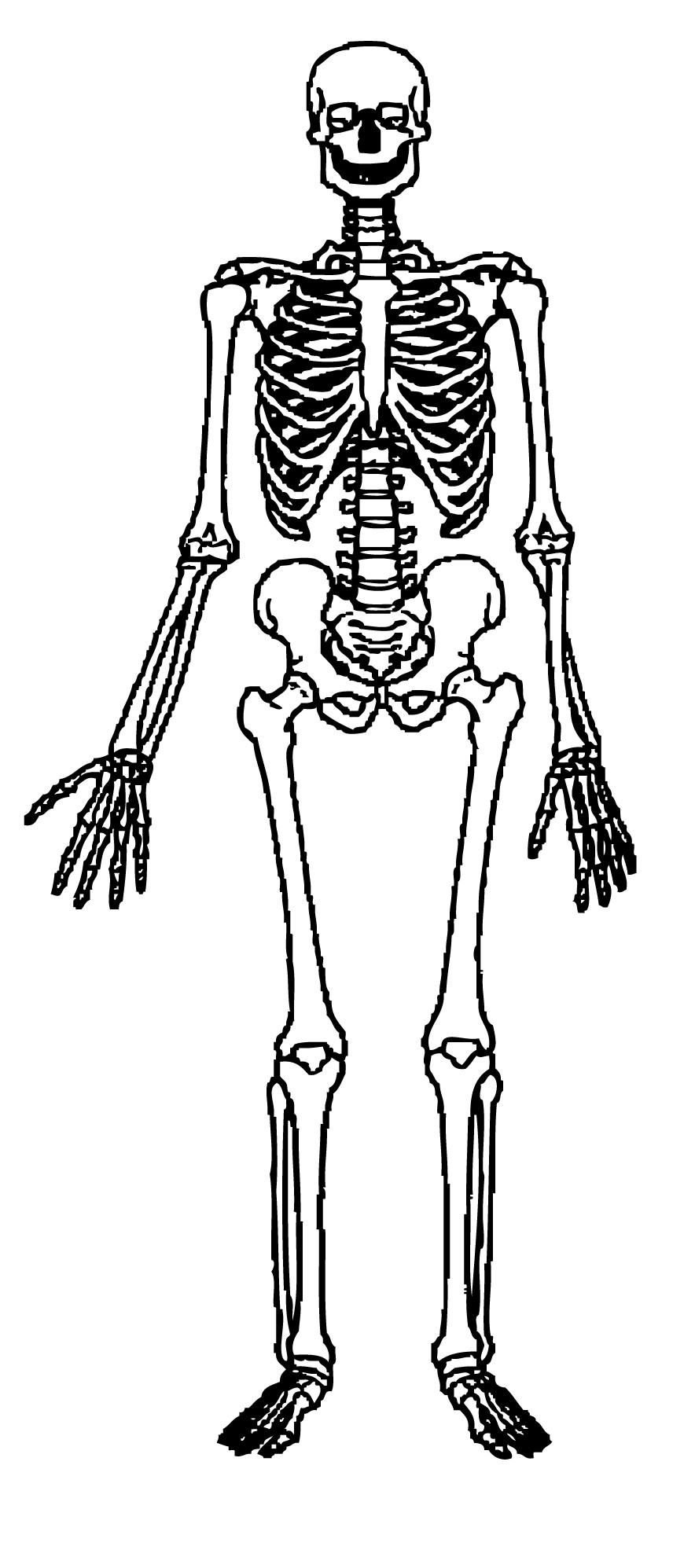 Human Skeleton Clipart   Free Cliparts   Clipart Best   Clipart Best