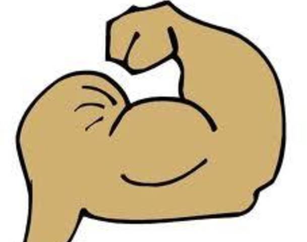 Muscle Clipart   Cliparts Co