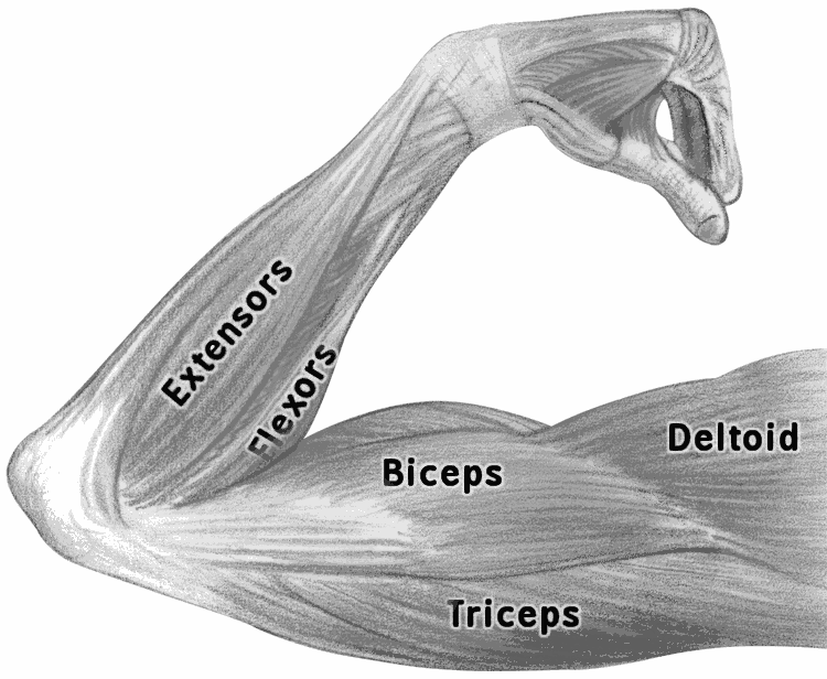     Www Wpclipart Com Medical Anatomy Muscle Arm Muscles Labeled Png Html