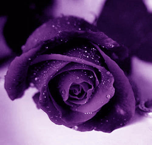 Love Purple And Roses Login To Give Your Vote Download Image Email