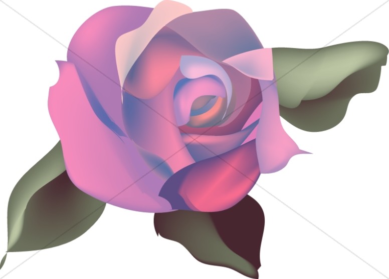 Pink And Purple Rose Blossom   Church Rose Clipart