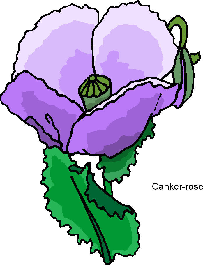 Purple Canker Rose Free Clipart   Free Microsoft Clipart