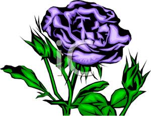 Purple Rose Plant Clip Art Image