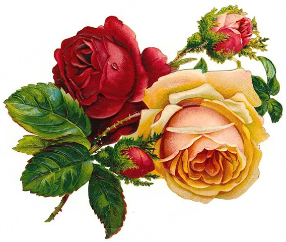 Vintage Botanical Graphics  Early Rose Illustrations