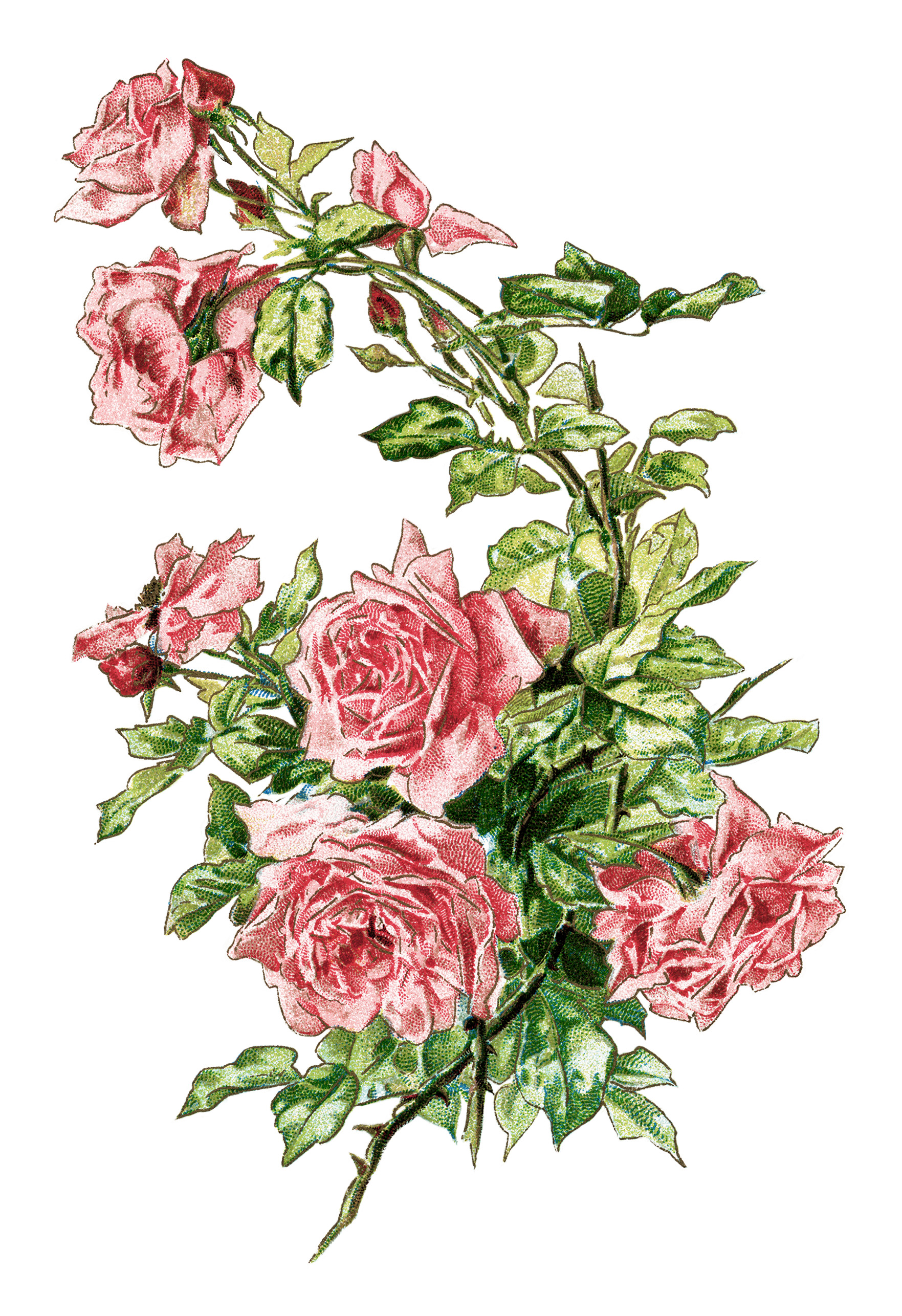 Vintage Clip Art Rose Pink Roses Illustration Antique Flowers