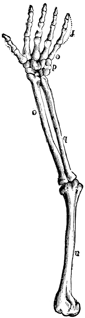 Arm Bones   Clipart Etc