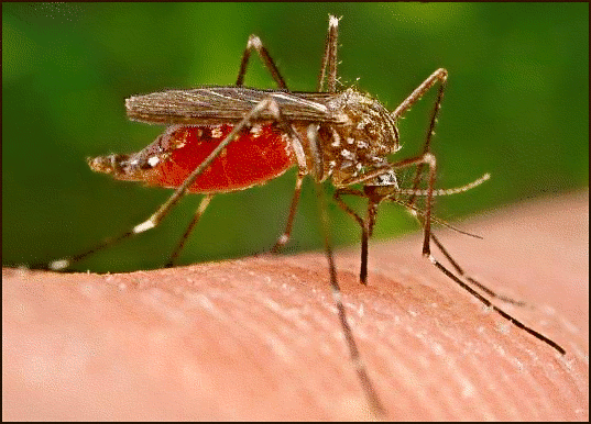 Bugs M Mosquito Mosquito Bite A Public Domain Png Image