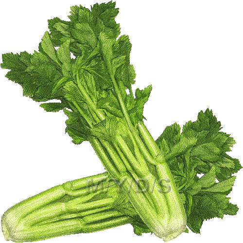 Celery Clipart Picture   Large