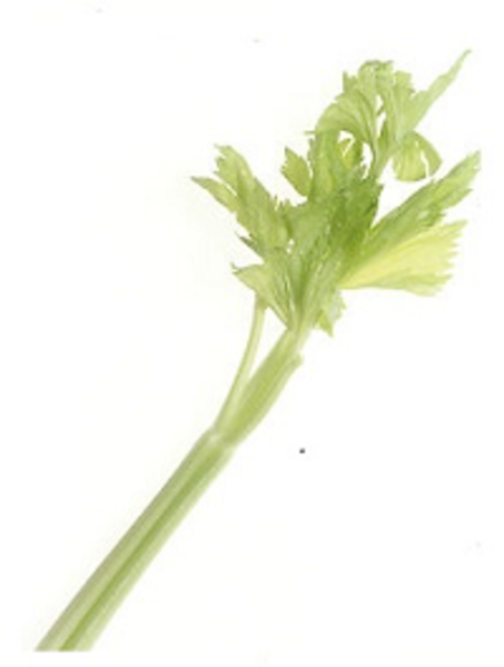 Celery Stalk   Free Images At Clker Com   Vector Clip Art Online    