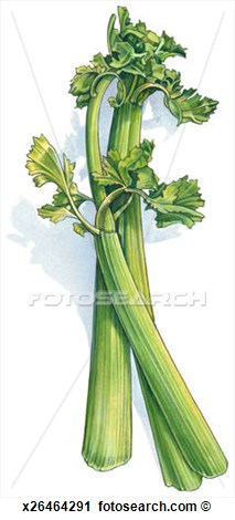 Clipart   Celery  Fotosearch   Search Clip Art Illustration Murals