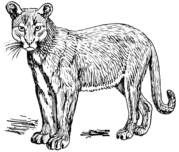 Cougar Cougar Watching Mountain Cat Mountain Lion Panther Puma