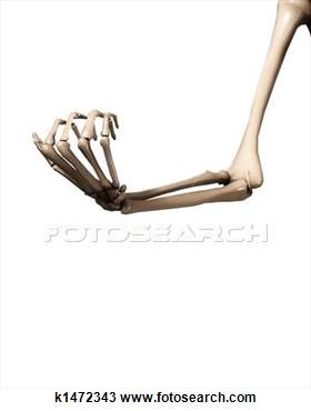 Drawing   Bone Hand And Arm  Fotosearch   Search Clipart Illustration