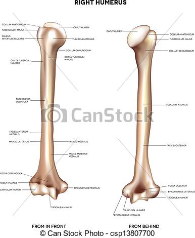 Humerus  Upper Arm Bone  Detailed Medical Illustration From Front And
