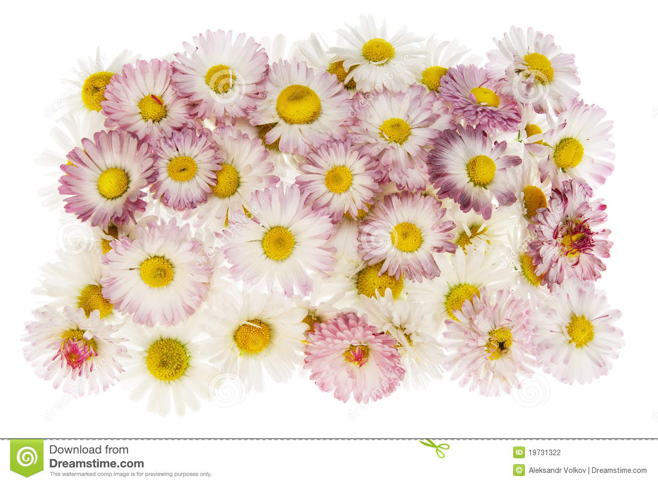 Medallion From Real Spring Pink Daisies Stock Photography   Image    