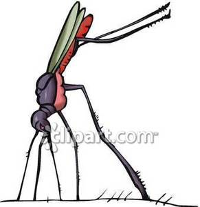 Mosquito Making A Bite   Royalty Free Clipart Picture