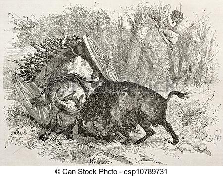 Stock Illustration   Bull And Buffalo Fighting   Stock Illustration
