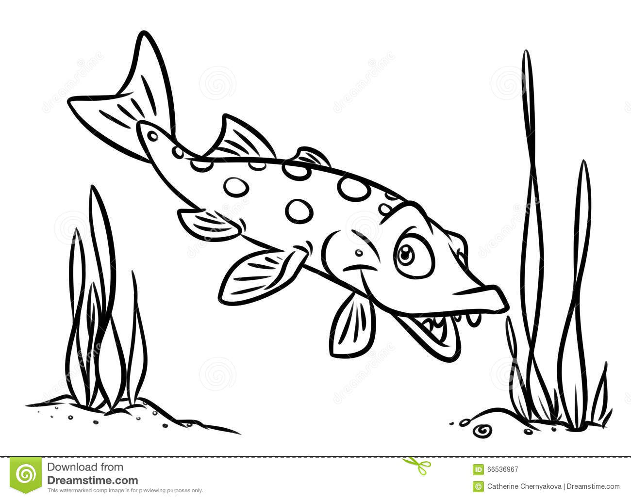 Fish Predatory Pike Coloring Pages Isolated Image Animal Character