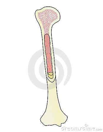 Human Bone Illustration Cutaway Royalty Free Stock Photography   Image