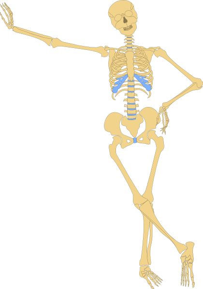 Human Skeleton Outline Clip Art At Clker Com   Vector Clip Art Online