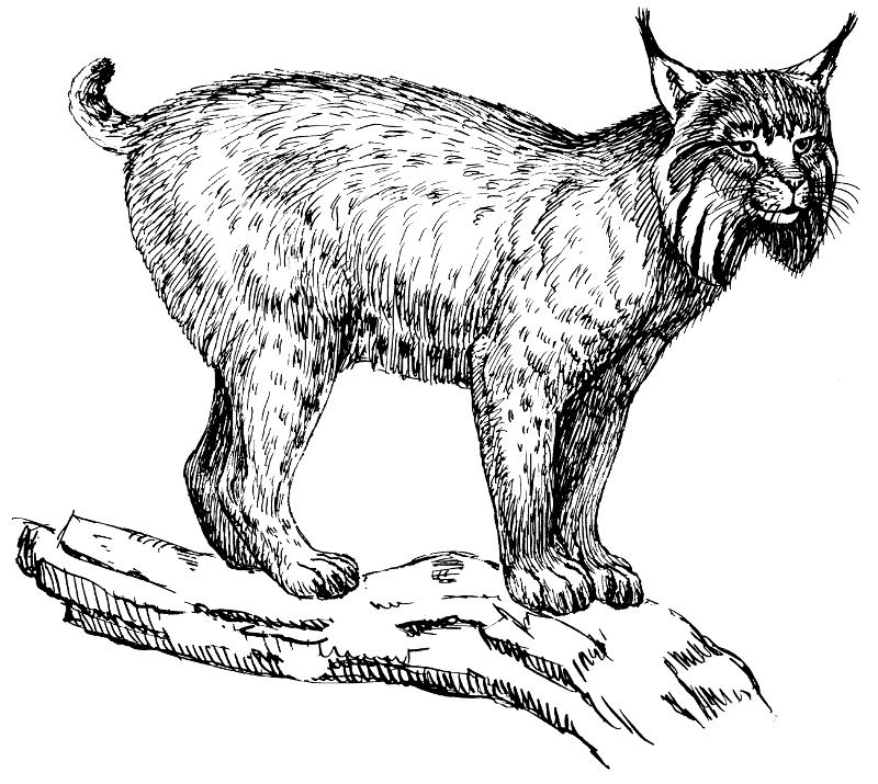 Lynx   Http   Www Wpclipart Com Animals Wild Cats Lynx Lynx Png Html