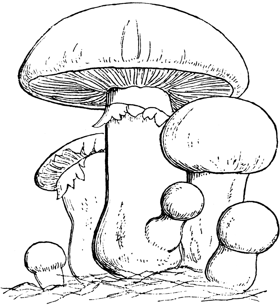 Mushroom Clip Art Black And White