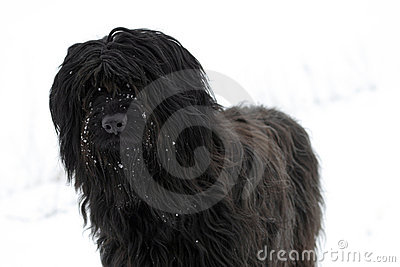 Black Briard Dog Stock Images   Image  10917204