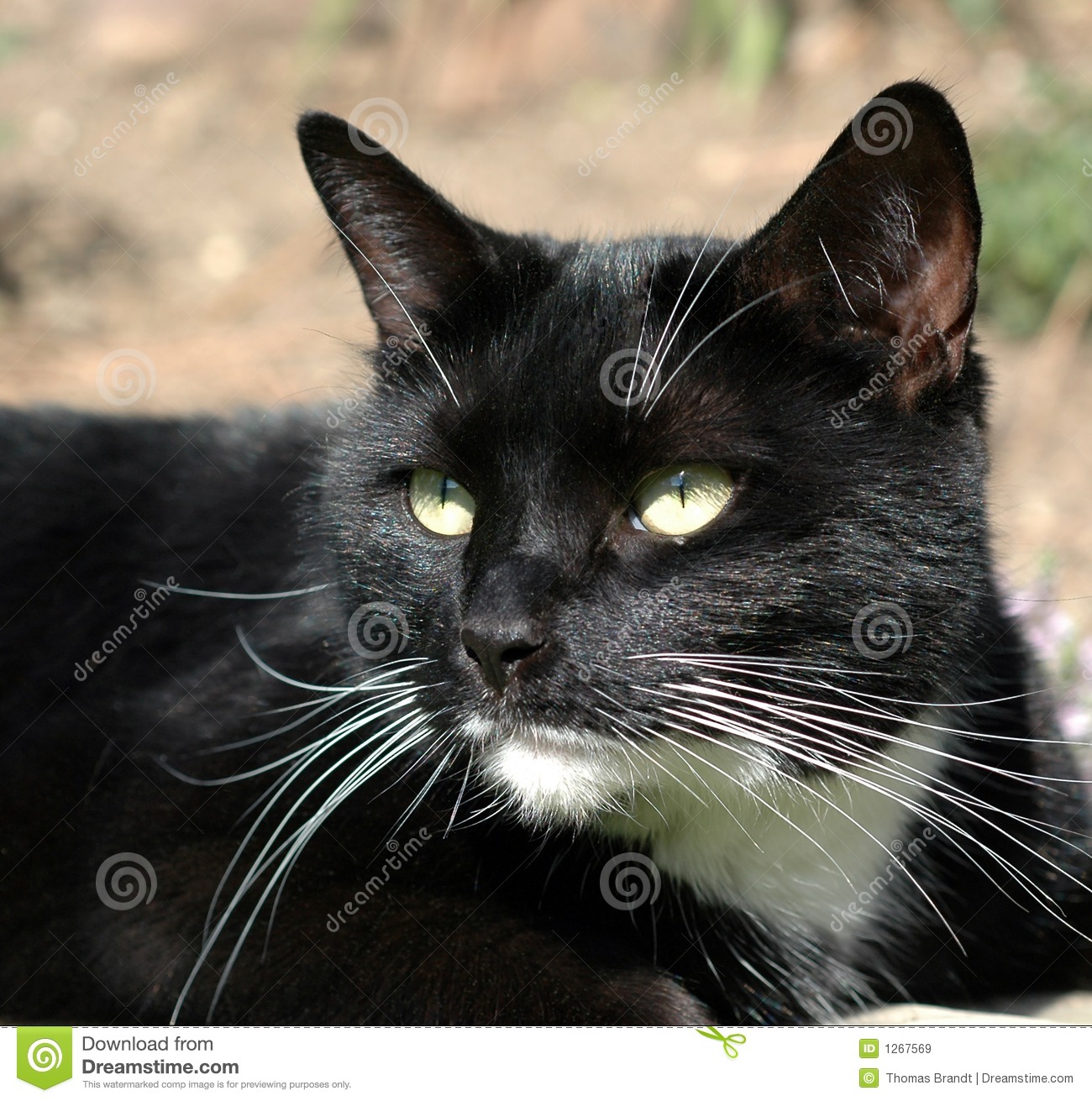 Black Short Haired Cat With White Chin And Chest Looking Alert Left