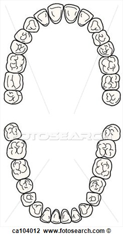 Clip Art Of Teeth Permanent Upper And Lower Ca104012   Search Clipart    
