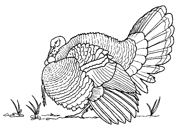 Deep  Wild Turkey Coloring Page
