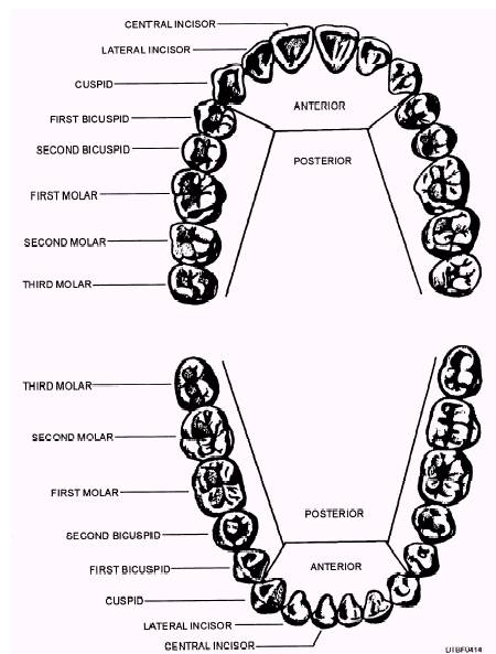 Diagram Of Teeth Graphics Pictures   Images For Myspace Layouts