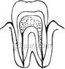Dog Teeth Diagram