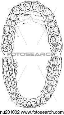 Illustration Of An Adult  Permanent  Set Of Teeth  Top Shows Superior