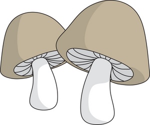 Magic Mushrooms   Publish With Glogster 
