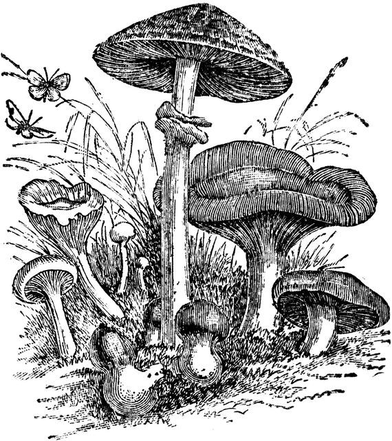 Mushroom   Clipart Etc