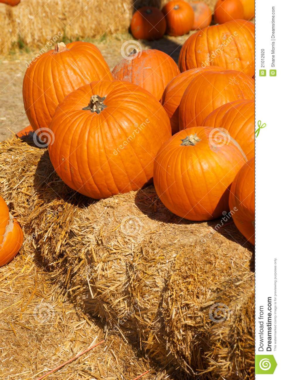 Pile Of Bright Orange Pumpkins Sitting On Bales Of Hay In A Pumpkin