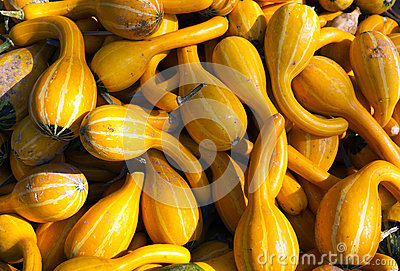 Pumpkins Stock Photo   Image  45351502