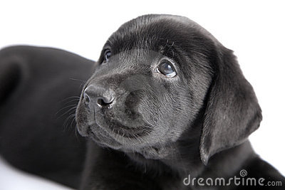 Puppy Black Dog Labrador Royalty Free Stock Photography   Image