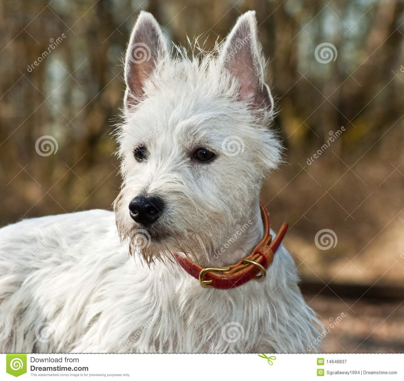 Smalll White Dog Outdoors Royalty Free Stock Photography   Image