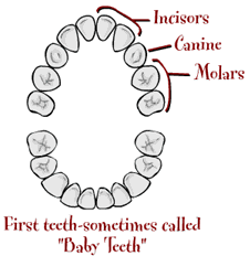 Teeth Are Important Because They Hold The Place For Permanent Teeth    