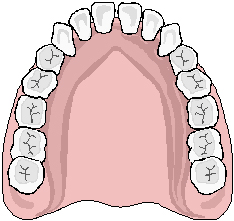 Using Teeth In The Maxillary Arch Let S Take A Look At The Location    