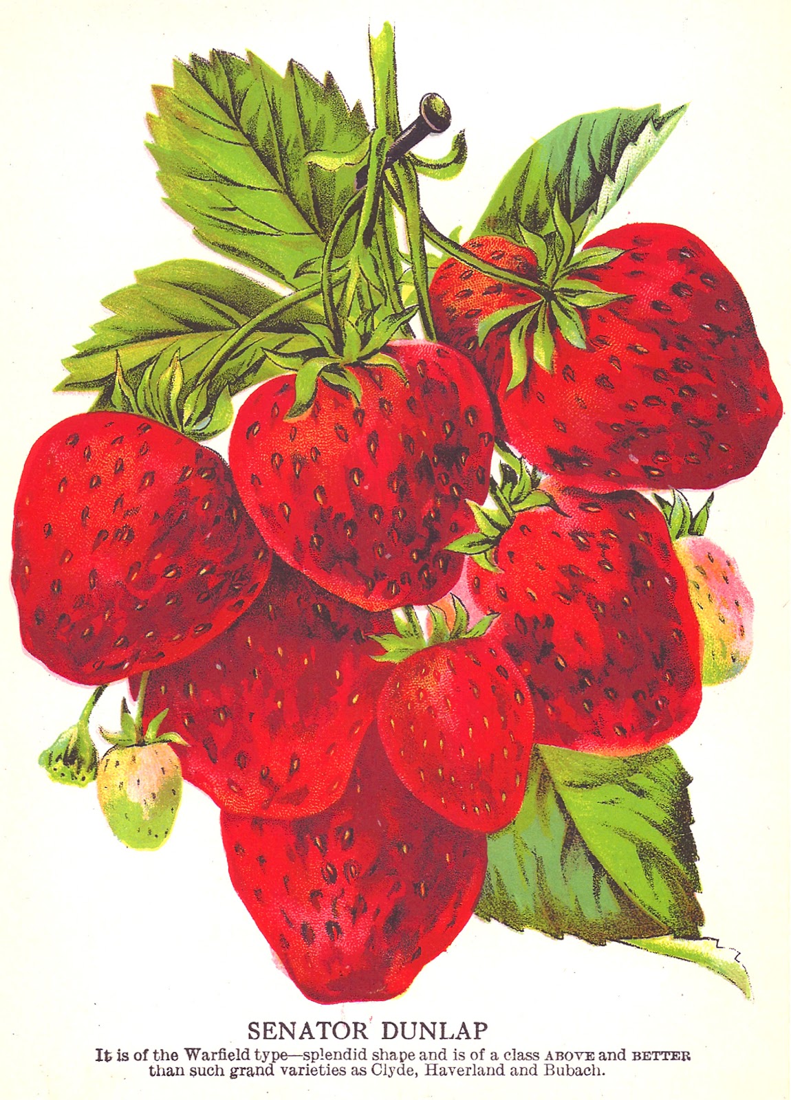 Antique Images  Strawberry Clip Art  Vintage Seed Catalog Strawberry    